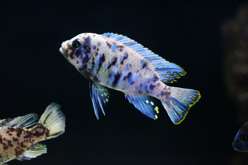 Maylandia zebra 'Chiteko'